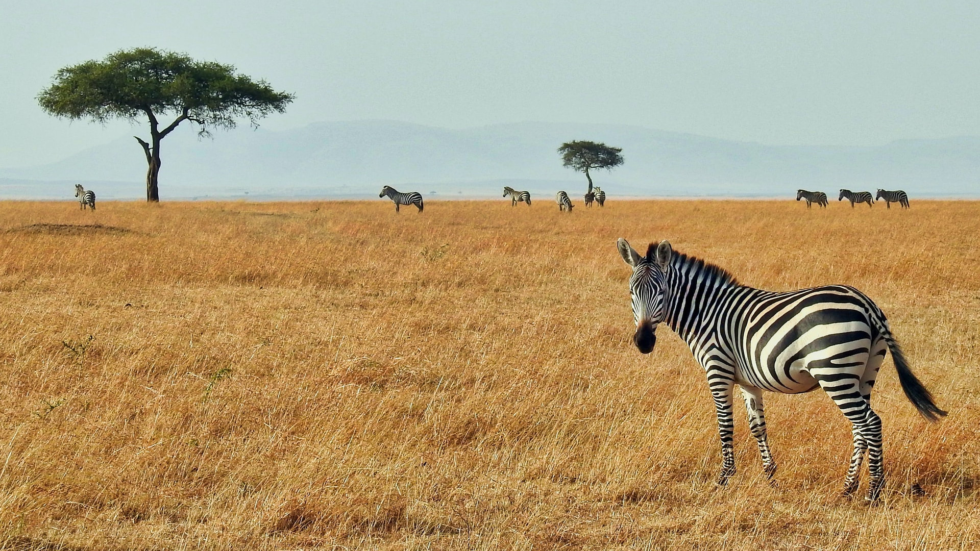 Case ammobiliate in Africa
